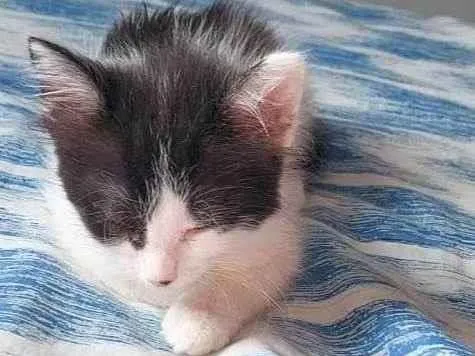 Gato ra a  idade 2 a 6 meses nome Annie