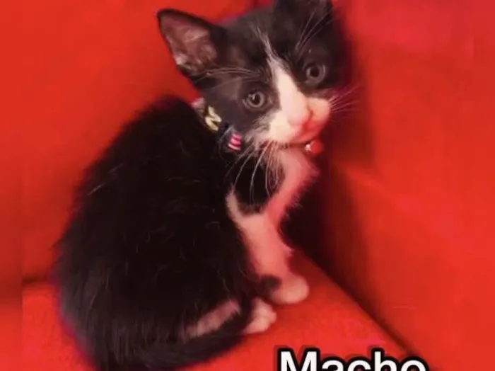 Gato ra a SRD idade Abaixo de 2 meses nome Frajola , Morgana 