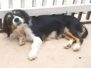 Cachorro ra a Vira-lata idade 1 ano nome Gabi