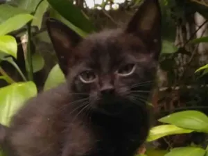 Gato raça SRD idade Abaixo de 2 meses nome Pequena