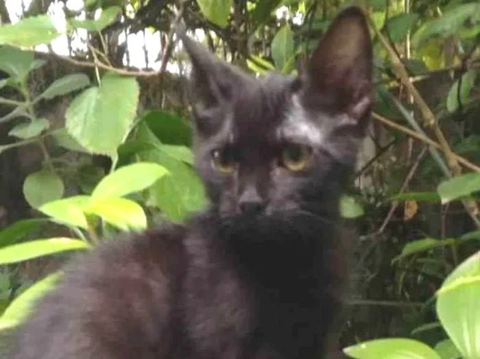 Gato ra a SRD idade 2 a 6 meses nome Fofoqueiro