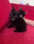 Frajola , Morgana 