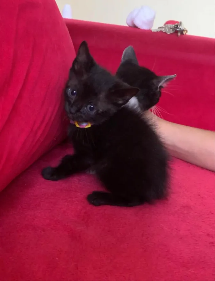 Gato ra a SRD idade Abaixo de 2 meses nome Frajola , Morgana 