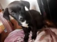 Sapekinha e Bravinho