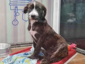 Cachorro raça SRD idade 7 a 11 meses nome THÉO