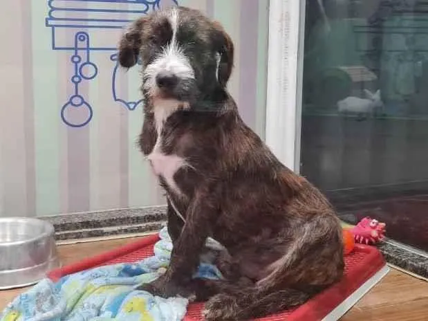 Cachorro raça SRD idade 7 a 11 meses nome THÉO