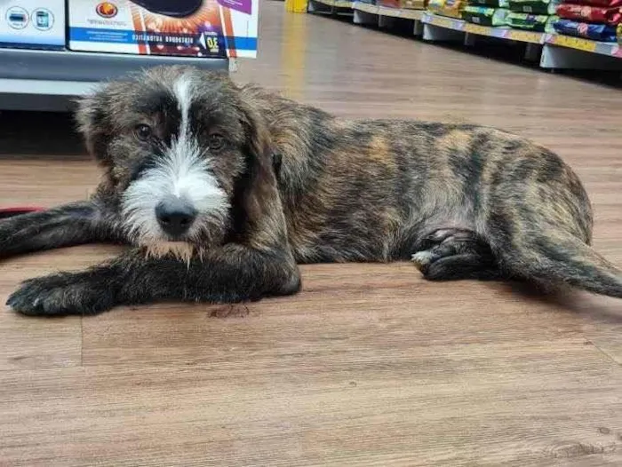 Cachorro raça SRD idade 7 a 11 meses nome THÉO