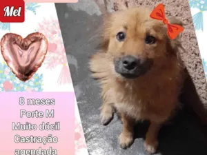 Cachorro raça SRD idade 7 a 11 meses nome Mel