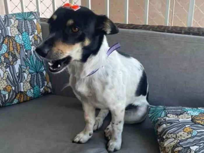 Cachorro raça Srd idade 2 anos nome Mel