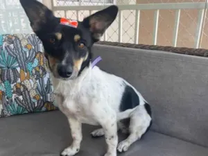 Cachorro raça Srd idade 2 anos nome Mel