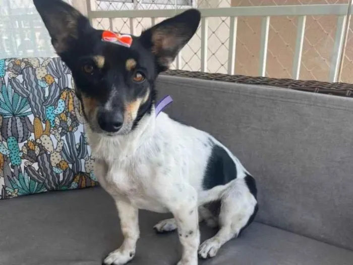 Cachorro raça Srd idade 2 anos nome Mel