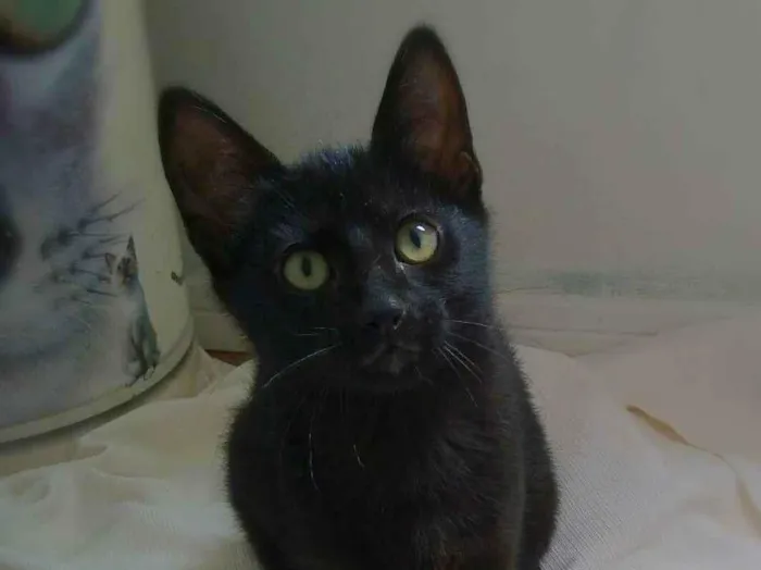 Gato ra a srd idade 2 a 6 meses nome Amora