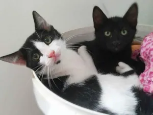 Gato raça srd idade 2 a 6 meses nome Tommy