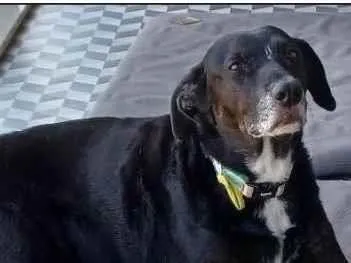 Cachorro raça Srd idade 6 ou mais anos nome Sissyblu 