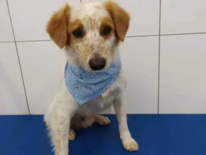 Cachorro raça SRD idade 2 anos nome Billy