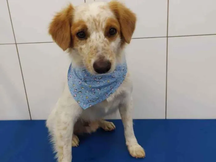 Cachorro ra a SRD idade 2 anos nome Billy