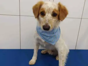 Cachorro raça  idade 2 anos nome Billy