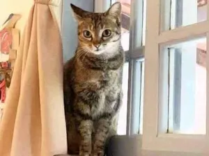 Gato raça srd idade 1 ano nome Brienne