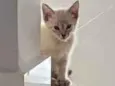 Francisco