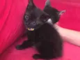 Frajola , Morgana 