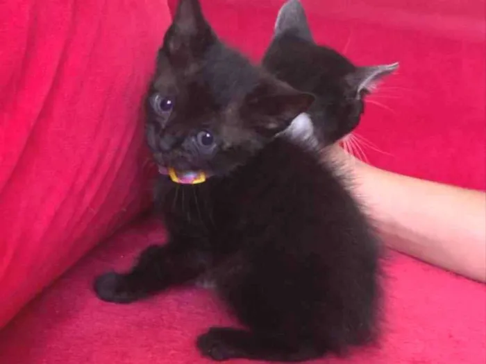 Gato ra a SRD idade Abaixo de 2 meses nome Frajola , Morgana 