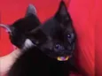 Frajola , Morgana 