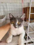 Junior