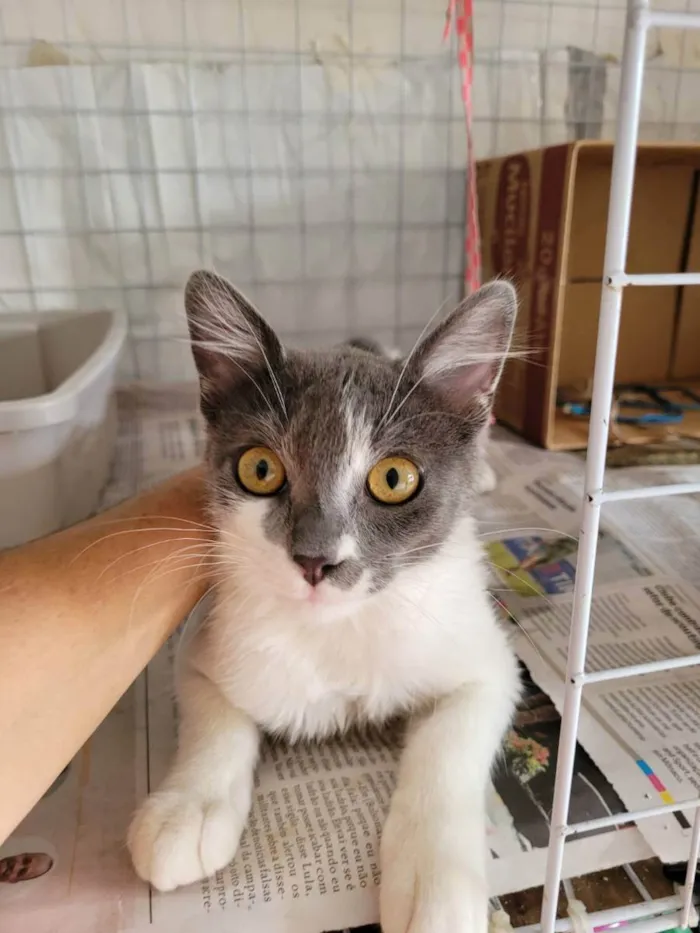 Gato ra a Srd idade 2 a 6 meses nome Junior