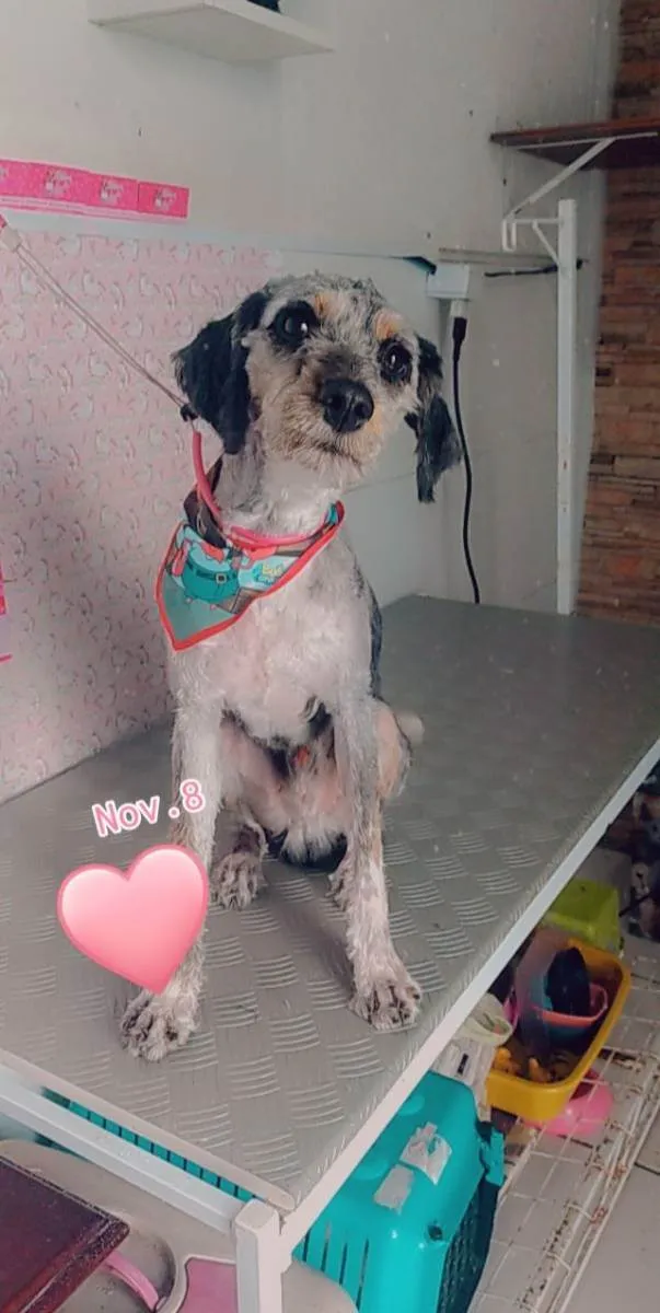 Cachorro ra a Poodle grande idade 1 ano nome Toddy