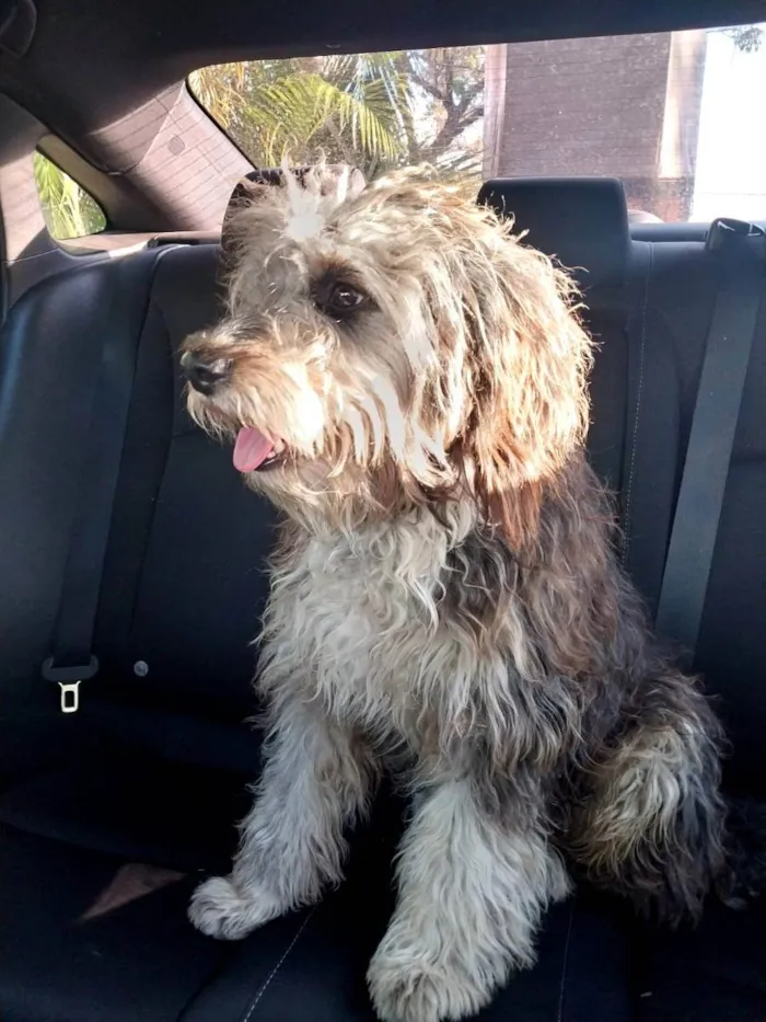 Cachorro ra a Poodle grande idade 1 ano nome Toddy