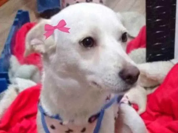 Cachorro ra a SRD idade 1 ano nome Meg