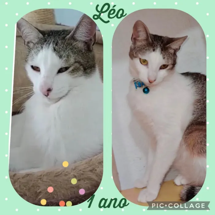 Gato ra a Srd idade 2 anos nome Lindos gatos 