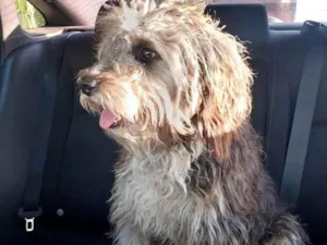 Cachorro raça Poodle grande idade 1 ano nome Toddy