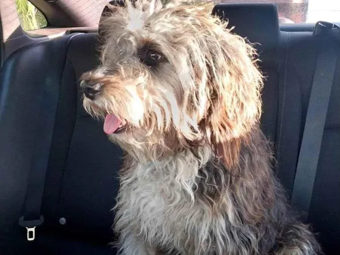 Cachorro ra a Poodle grande idade 1 ano nome Toddy