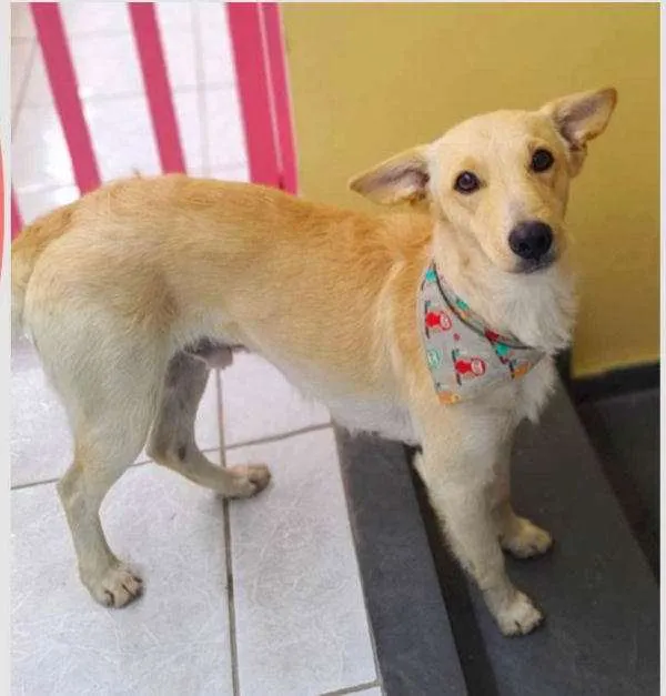 Cachorro ra a SRD idade  nome Tunico