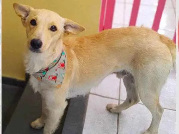 Cachorro ra a SRD idade  nome Tunico