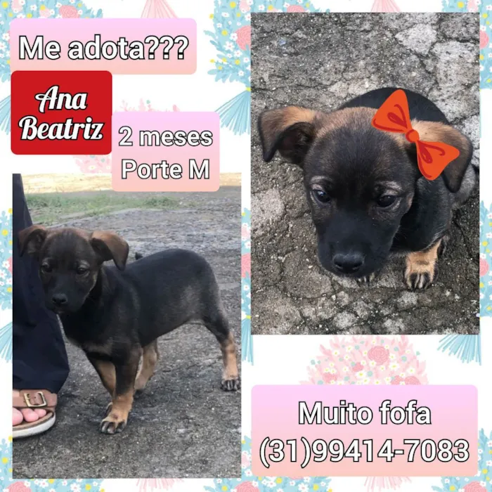 Cachorro raça SRD idade 2 a 6 meses nome Ana Beatriz 