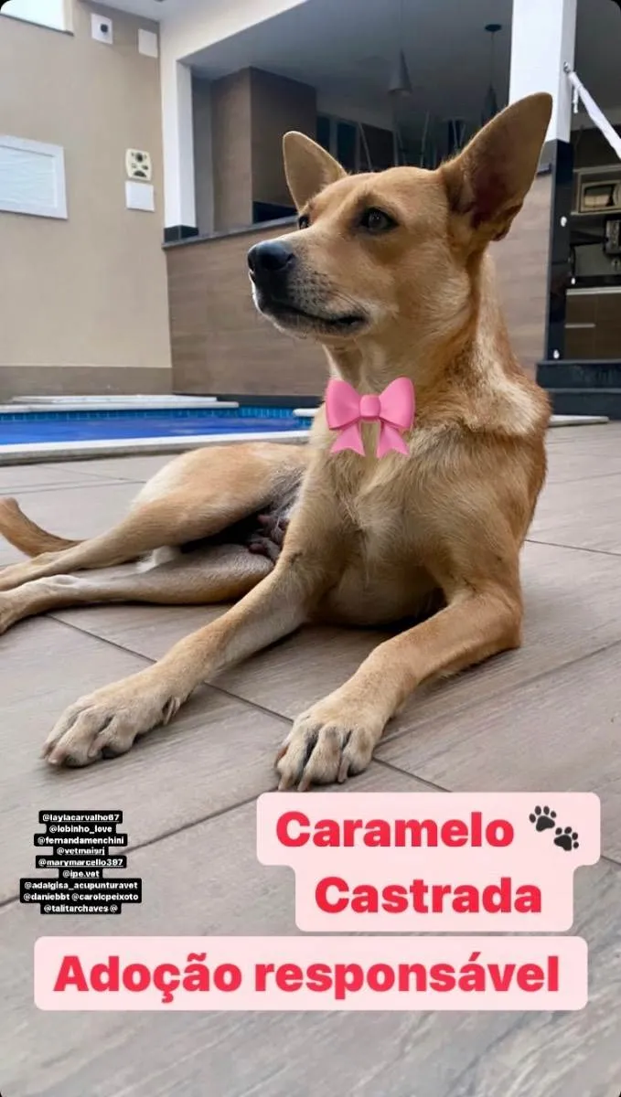 Cachorro ra a Caramelo  idade 2 anos nome Caramelo 