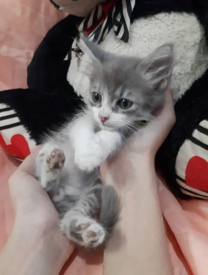 Gato ra a Sem raça definida.  idade Abaixo de 2 meses nome PRÍNCIPE. 
