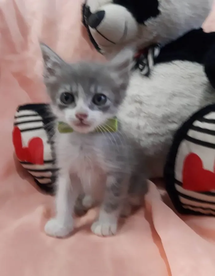 Gato ra a Sem raça definida.  idade Abaixo de 2 meses nome PRÍNCIPE. 