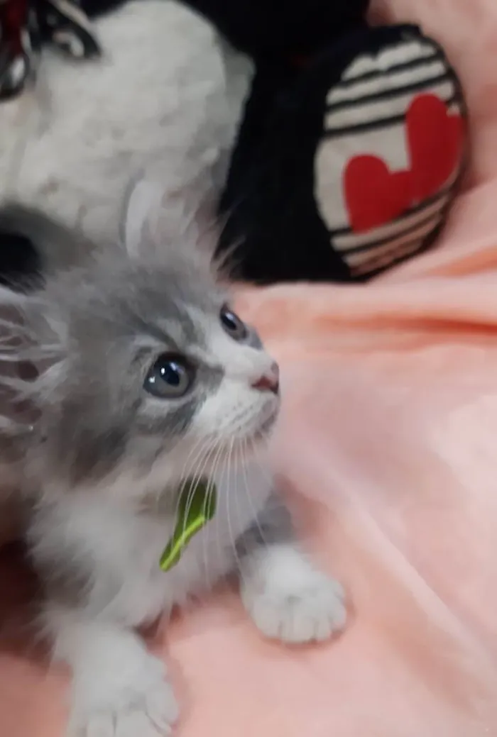 Gato ra a Sem raça definida.  idade Abaixo de 2 meses nome PRÍNCIPE. 