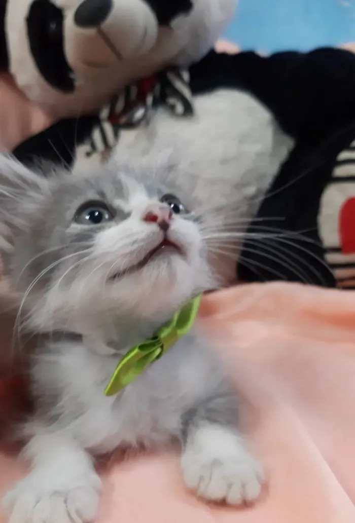 Gato ra a Sem raça definida.  idade Abaixo de 2 meses nome PRÍNCIPE. 
