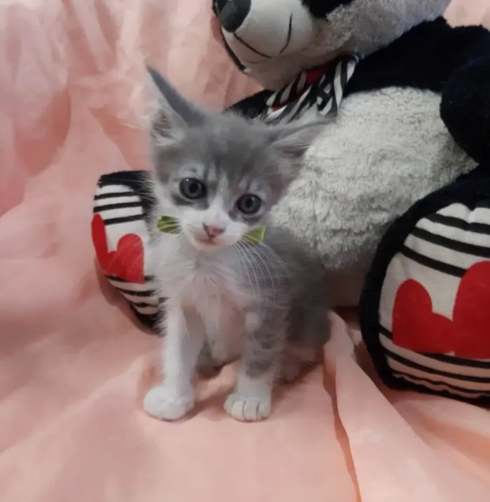 Gato ra a Sem raça definida.  idade Abaixo de 2 meses nome PRÍNCIPE. 