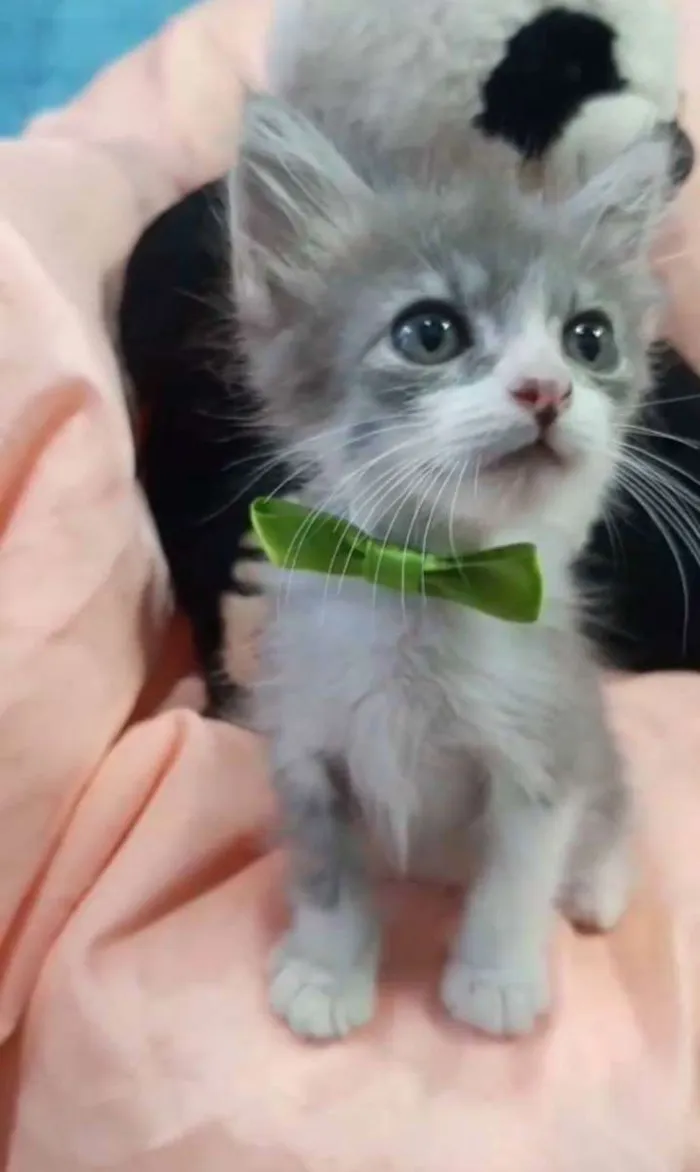 Gato ra a Sem raça definida.  idade Abaixo de 2 meses nome PRÍNCIPE. 