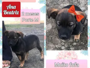 Cachorro raça SRD idade 2 a 6 meses nome Ana Beatriz 