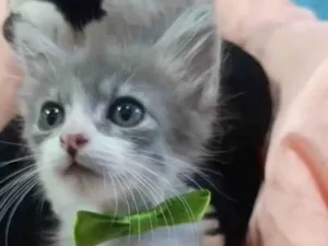 Gato raça Sem raça definida.  idade Abaixo de 2 meses nome PRÍNCIPE. 