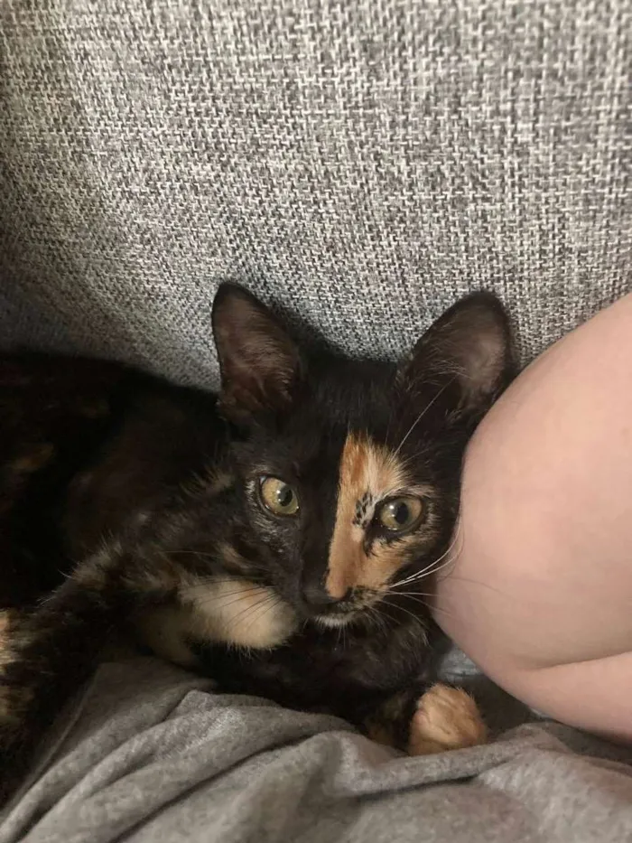 Gato raça SRD idade Abaixo de 2 meses nome Luna