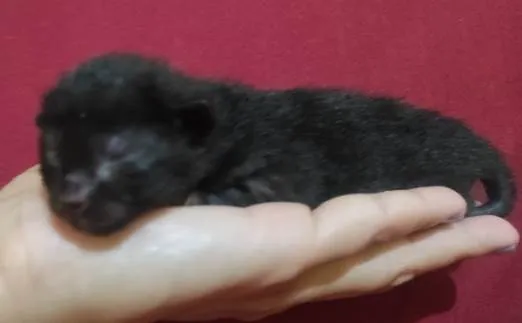 Gato raça Srd idade Abaixo de 2 meses nome Não possuem no.e ain