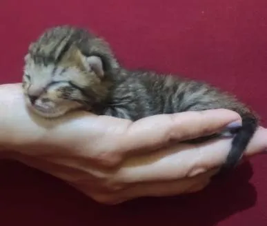 Gato raça Srd idade Abaixo de 2 meses nome Ainda não possuem no