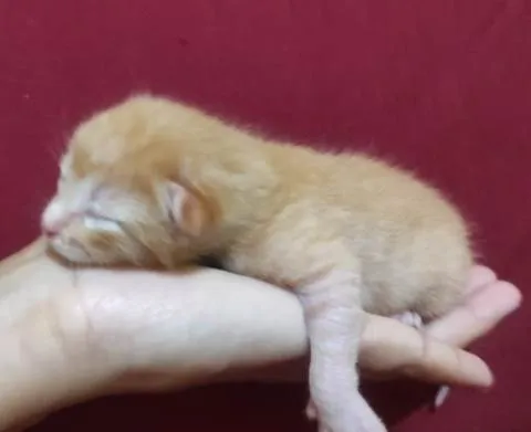 Gato raça Srd idade Abaixo de 2 meses nome Ainda não possuem no